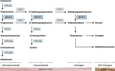 Coexistence of Congenital Adrenal Hyperplasia and Autoimmune Addison's Disease
